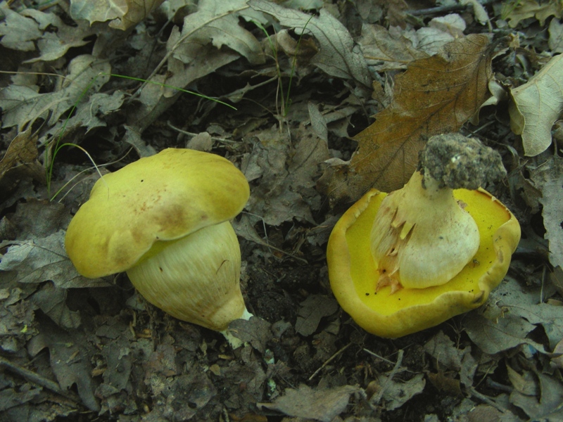 Un polentone in castagneto